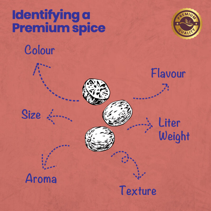 CRISTA Nutmeg - Image 5