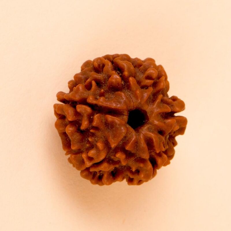 Authentic Isha Shanmukhi (six faced) Rudraksha Bead. Consecrated single bead for children below 14 years of age. - Image 2