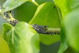 Sansar Green® Termite Instant Hit Spray, Premium Essential Super Powerful Liquid Spray for Removing Termites and Other Insects from Plants (100 ml) - Image 5