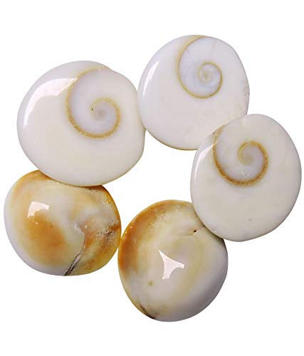 SSKR Natural Gomati/Gomti Chakra Original for Puja (White) – 11 Pieces - Image 4
