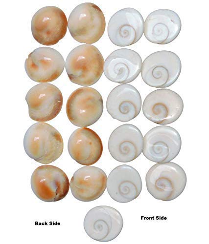 SSKR Natural Gomati/Gomti Chakra Original for Puja (White) – 11 Pieces - Image 2