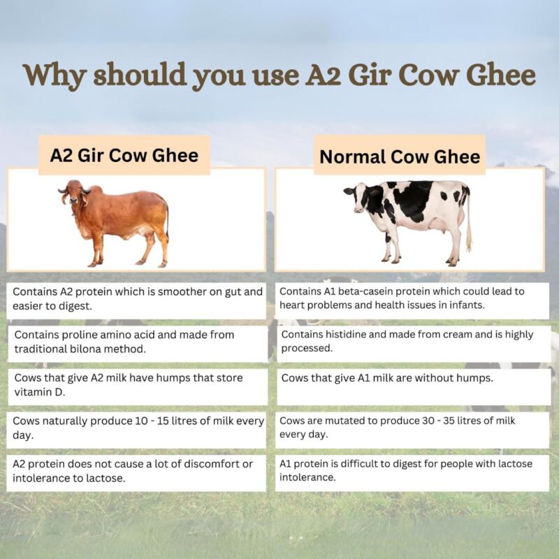 Earthen Story A2 Ghee from Gir Cow 500ml | A2 cow ghee bilona method from curd | 100% Pure, Natural & Healthy | A2 gir cow ghee in Glass Jar | Lab Tested - Image 5