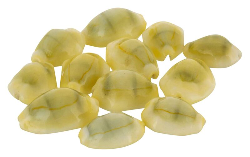 Maharishia Pack of 11 Pilli Kodi, 11 Kamal Gatta Seed and 11 Gomati Chakra, Multi Colour Colour, Pack of 33 by Pick Use, Make in India - Image 2