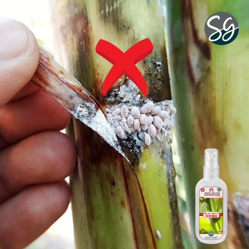 Sansar Green® Mealy Bug Instant Hit Spray, Premium Essential Super Powerful Liquid Spray for removing of Mealy Bugs from Plants (200 ml) - Image 2