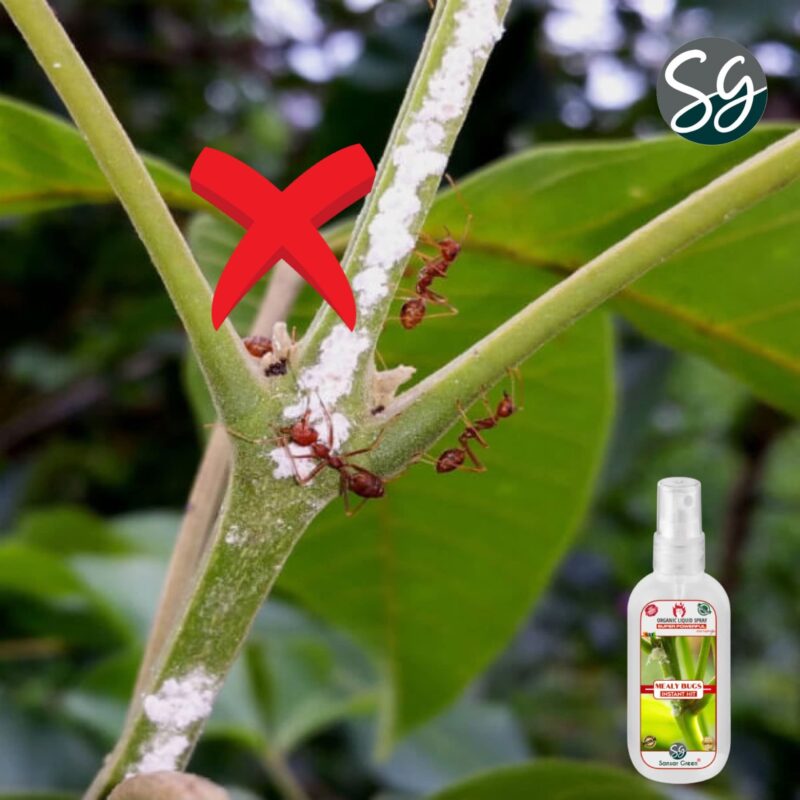 Sansar Green® Mealy Bug Instant Hit Spray, Premium Essential Super Powerful Liquid Spray for removing of Mealy Bugs from Plants (200 ml) - Image 6