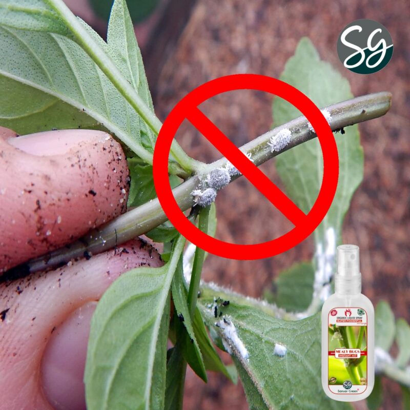 Sansar Green® Mealy Bug Instant Hit Spray, Premium Essential Super Powerful Liquid Spray for removing of Mealy Bugs from Plants (200 ml) - Image 3
