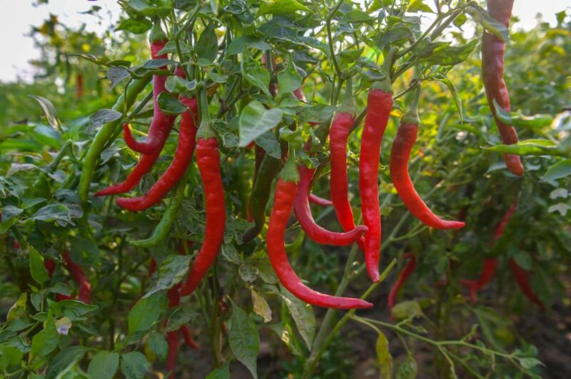 Purepik Mathania Red Chilli Whole (Lal Mirch Sabut) Stemless - 1Kg - Image 3