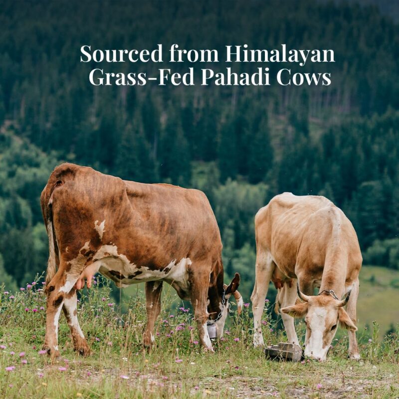 Himalayan Natives Pahadi Ghee 1L | 100% Authentic Ghee | Sourced from Himalayan Grass-Fed Pahadi Cows | Rich Taste & Aroma | Authentic Desi Ghee - Image 2