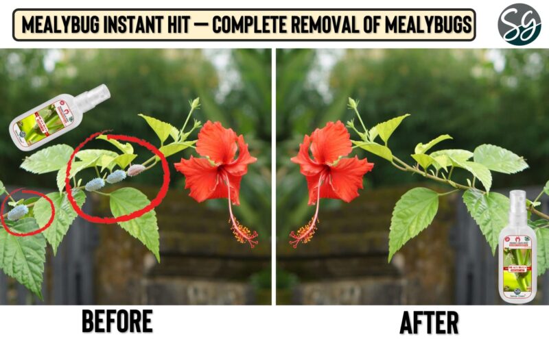 Sansar Green® Mealy Bug Instant Hit Spray, Premium Essential Super Powerful Liquid Spray for removing of Mealy Bugs from Plants (200 ml) - Image 9