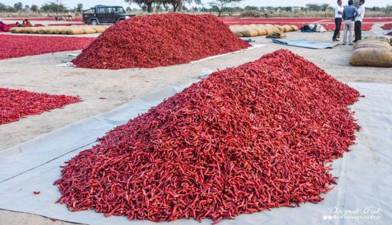 Purepik Mathania Red Chilli Whole (Lal Mirch Sabut) Stemless - 1Kg - Image 5