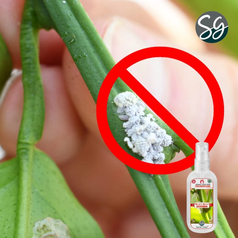 Sansar Green® Mealy Bug Instant Hit Spray, Premium Essential Super Powerful Liquid Spray for removing of Mealy Bugs from Plants (200 ml) - Image 4