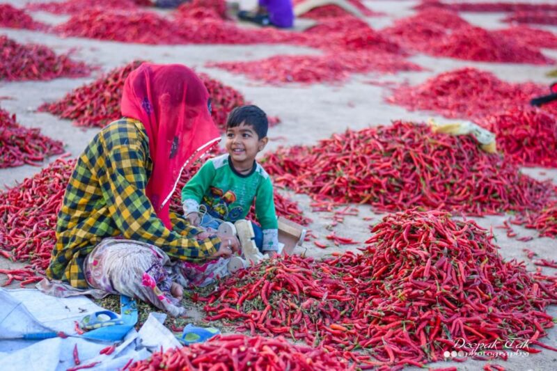 Purepik Mathania Red Chilli Whole (Lal Mirch Sabut) Stemless - 1Kg - Image 4