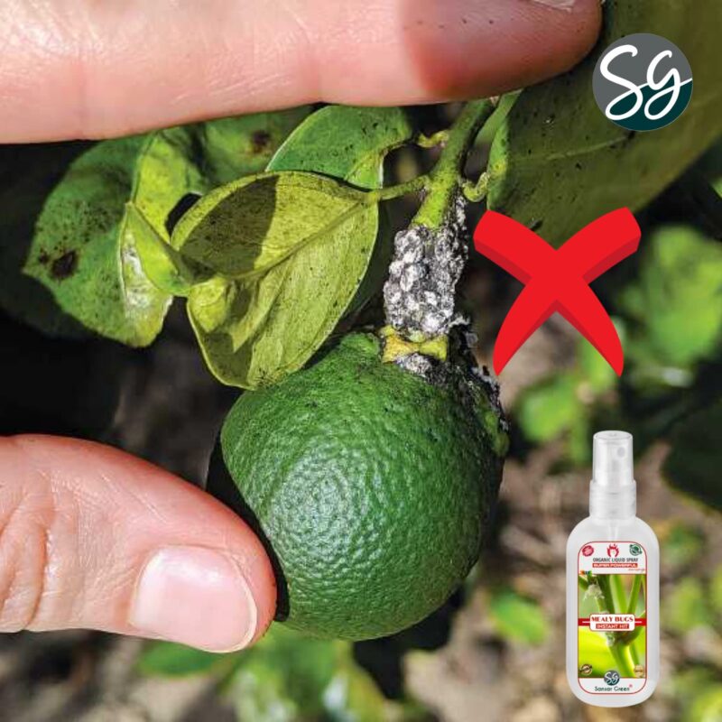 Sansar Green® Mealy Bug Instant Hit Spray, Premium Essential Super Powerful Liquid Spray for removing of Mealy Bugs from Plants (200 ml) - Image 8