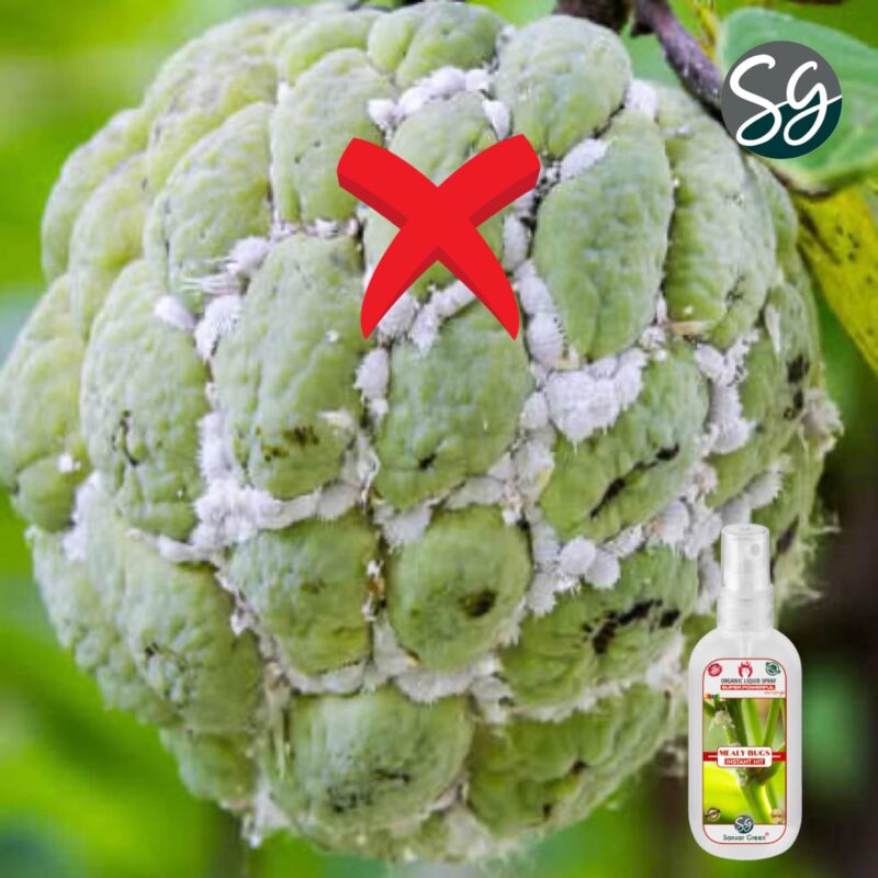 Sansar Green® Mealy Bug Instant Hit Spray, Premium Essential Super Powerful Liquid Spray for removing of Mealy Bugs from Plants (200 ml) - Image 5