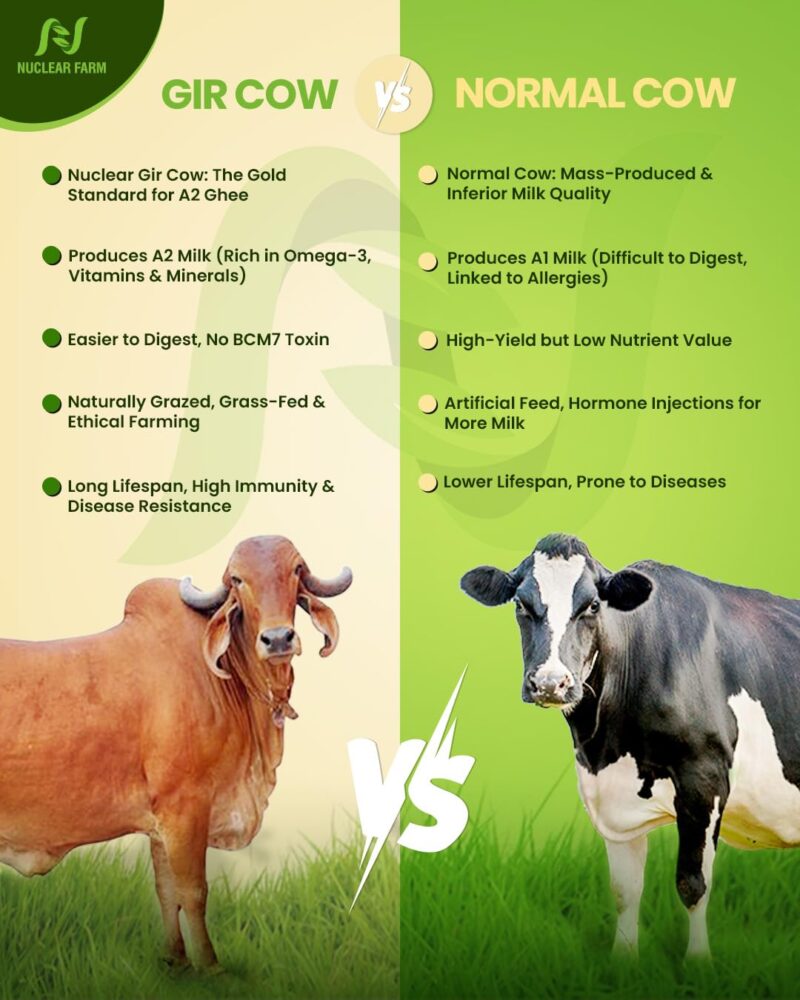 NUCLEAR FARM A2 Gir Cow Ghee (500 ml) – Bilona Method & Grass-Fed | A2 Desi Ghee for Cooking & Ayurveda | Rich & Healthy - Image 5