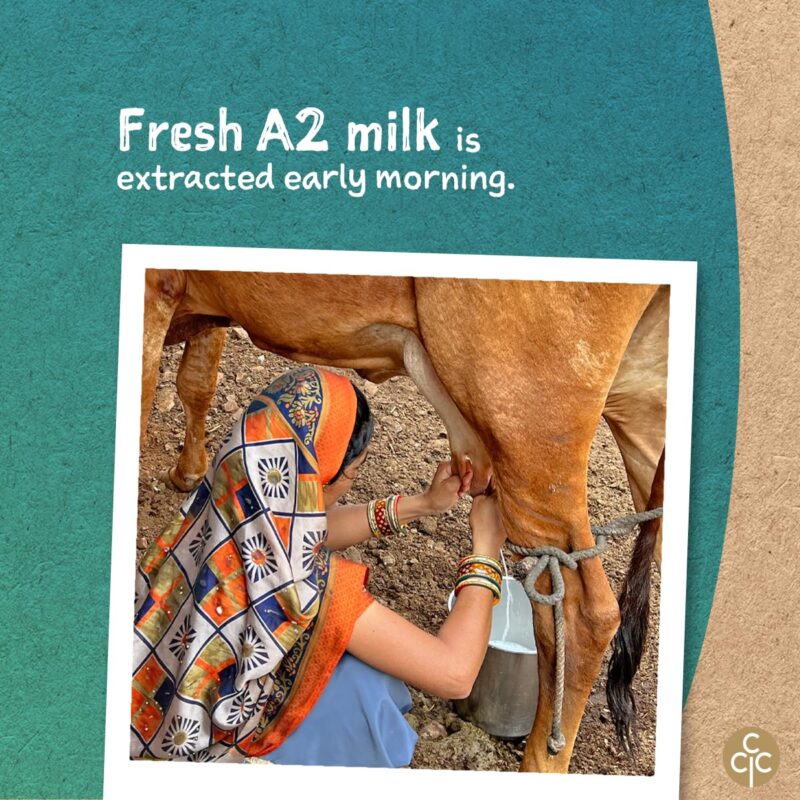 Conscious Food A2 Gir Cow Ghee | 600ml | with Pure A2 Milk | Grass-fed, Cultured, Premium & Traditional Bilona Ghee | Immunity Booster - Image 8