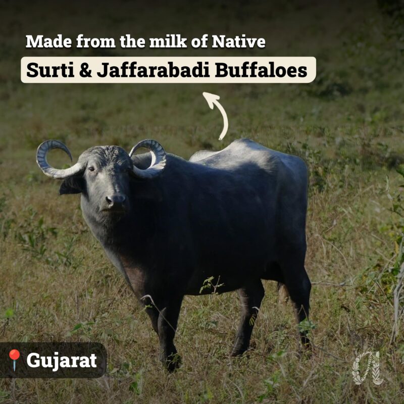 Anveshan A2 Desi Buffalo Ghee 1L | Glass Jar | Bilona Ghee | Grass Fed Buffaloes | Jaffrabadi Buffalo | Gujarat Region | Pure & Natural | Nutritional Powerhouse | Lab-Tested (1L) - Image 4