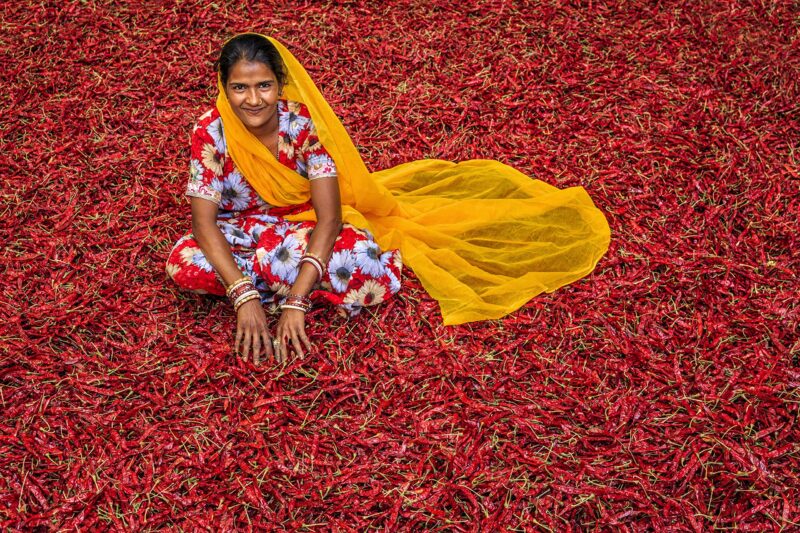 PURE N DESI Original Rajasthani Dried Mathania Whole Chilies Without Stems- Hand Picked/Sun Dried/Organically Produced/Authentic Marwari Taste - 300 Grams, Vegetable Masala - Image 2