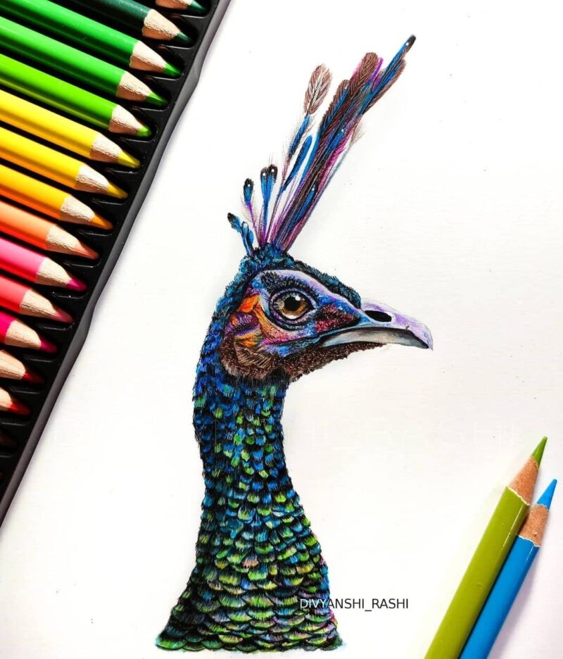 BRUSTRO Artists Colour Pencil Set of 72 (in Elegant tin Box) with Drawing Glued Pad - Image 6