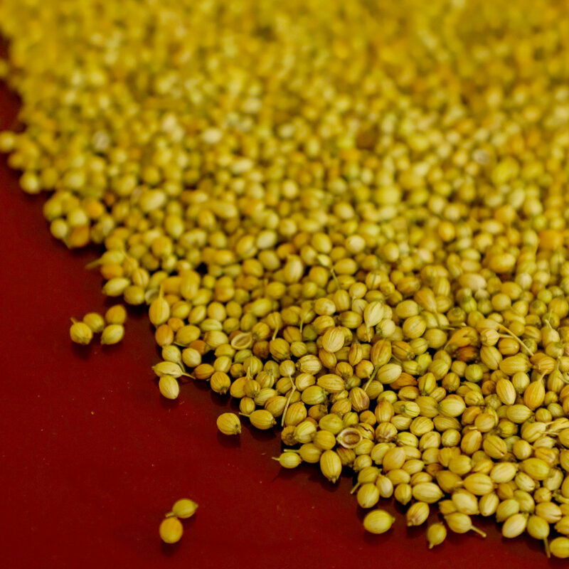 Vaahe Coriander - Image 3